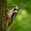 Strakapoud prostredni - Dendrocopos medius - Middle Spotted Woodpecker 3964